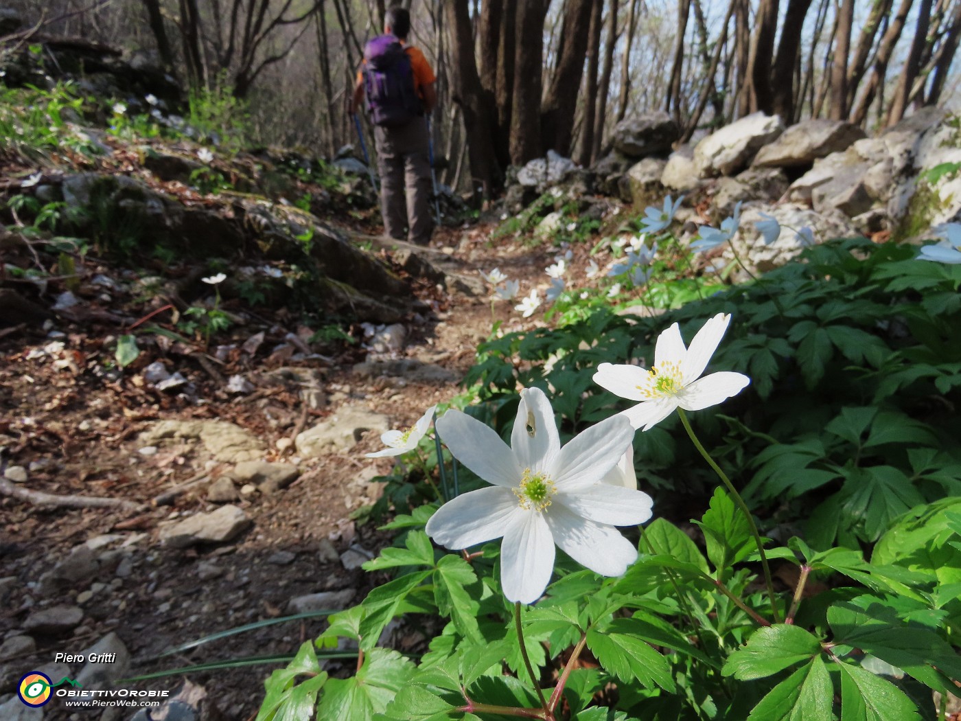 67 Anemoides nemorosa - Anemone dei boschi.JPG